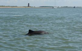Annemieke Podt Een bruinvis, gefotografeerd in 2016, met littekens van door grijze zeehond aangebrachte wonden.