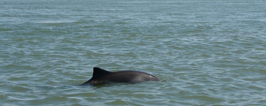 Een bruinvis, gefotografeerd in 2016, met littekens van door grijze zeehond aangebrachte wonden.