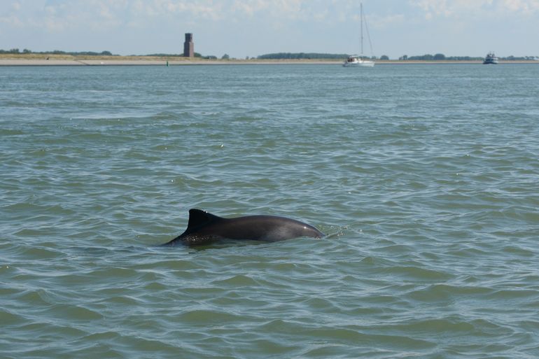 Bruinvis, niet genoemd in de studie, gefotografeerd in 2016 bij Burghsluis in de Oosterschelde