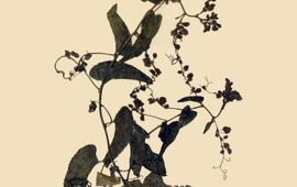 Tinde van Andel Antigonon leptopus (coral vine) is an invasive species in the Dutch Caribbean. Historic herbarium collections (such as the one by Boldingh in 1908) can tell us how long these plants have been present on the islands.