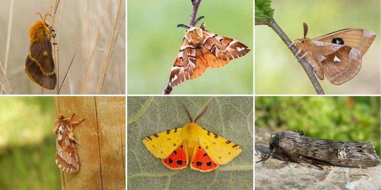 De Veluwse nachtvlinders waarvoor ‘We motten doorlopen’ loopt. Van links naar rechts boven: herfstspinner, gevlamde vlinder en tauvlinder. Onder: gemarmerde wortelboorder, purperuil en bruine bosbesuil