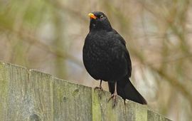Ruud van Beusekom Merel. Ruud van Beusekom, Vogelbescherming