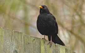 Merel. Ruud van Beusekom, Vogelbescherming