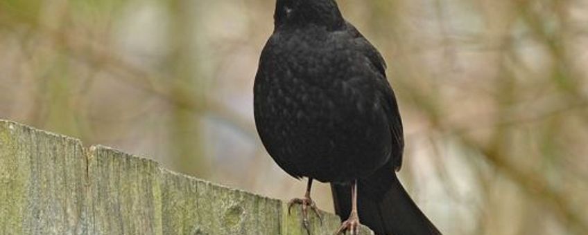 Merel. Ruud van Beusekom, Vogelbescherming