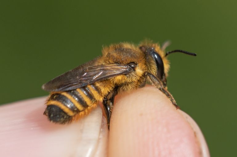 Vrouwtje centauriebehangersbij (Megachile melanopyga), gevonden in Haarlem in juni 2020