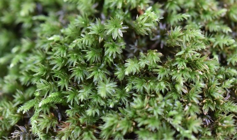 Gewoon sterrenmos kan ook voorkomen op rottend hout en boomstronken