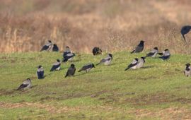 Luc Hoogenstein, Saxifraga Corvus cornix. Bonte kraai