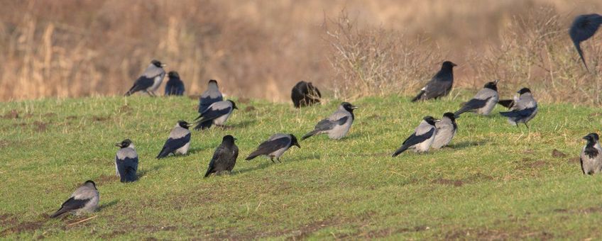 Corvus cornix. Bonte kraai