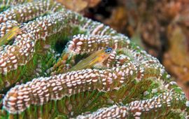 Marion Haarsma Pepermint Goby