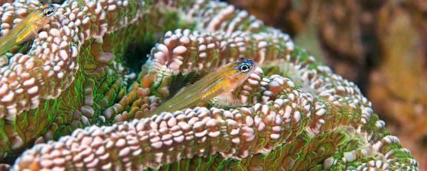 Pepermint Goby