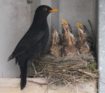 Nature Today | Een kijkje de merel