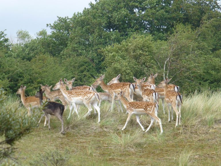 Damherten in de Amsterdamse Waterleidingduinen