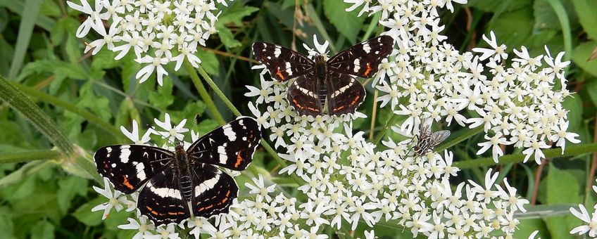 landkaartje zomer primair