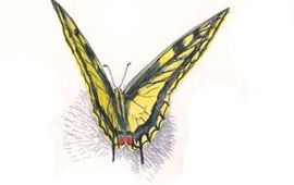 Jeroen Helmer, ARK Koninginnepage