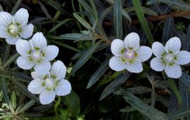 Parnassia