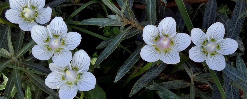 Parnassia