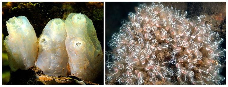 Zakpijpen kunnen nogal saai en onopvallend zijn, zoals links deze Ruwe zakpijpen (Ascidiella aspersa), of heel opvallend, zoals rechts deze groep bij elkaar staande Bretelzakpijpen (Clavelina lepadiformis) met hun glasachtige wand en de witte bretelletjes