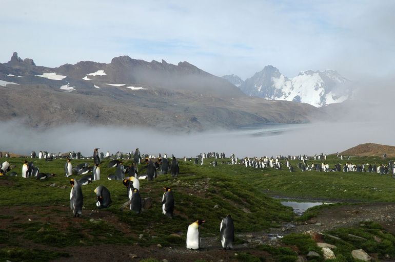 Koningspinguïns, Zuid-Georgia