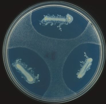 Onderzoek naar interacties tussen verschillende micro-organismen: schimmels en bacteri&euml;n vechten met elkaar
