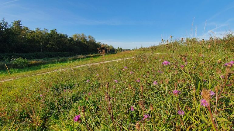 Vindplaats van de lichte koekoekshommel op een dijkje met bloeiend knoopkruid dat gefaseerd gemaaid wordt door het waterschap