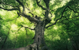 Rob Visser Bladelse heksenboom