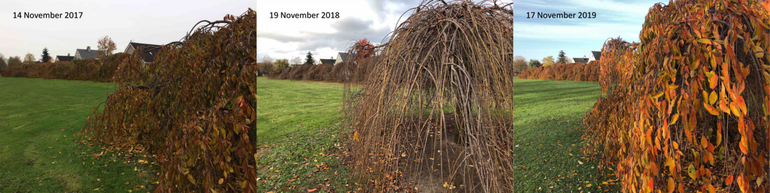 Sierkers in Ede op 14 november 2017, 19 november 2018 en 17 november 2019