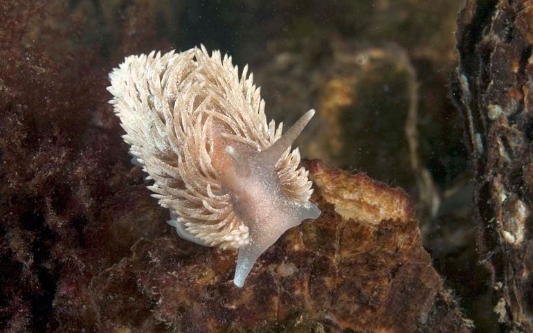 Vlokslaksoort met kenmerken van de Grote vlokslak. De cerata zijn rond, van gelijke dikte, en vormen warrige rijen 