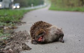 egel plat gereden in verkeer