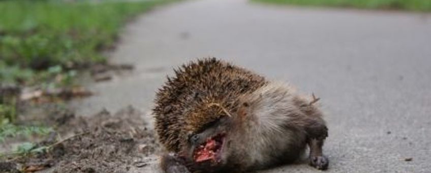 egel plat gereden in verkeer