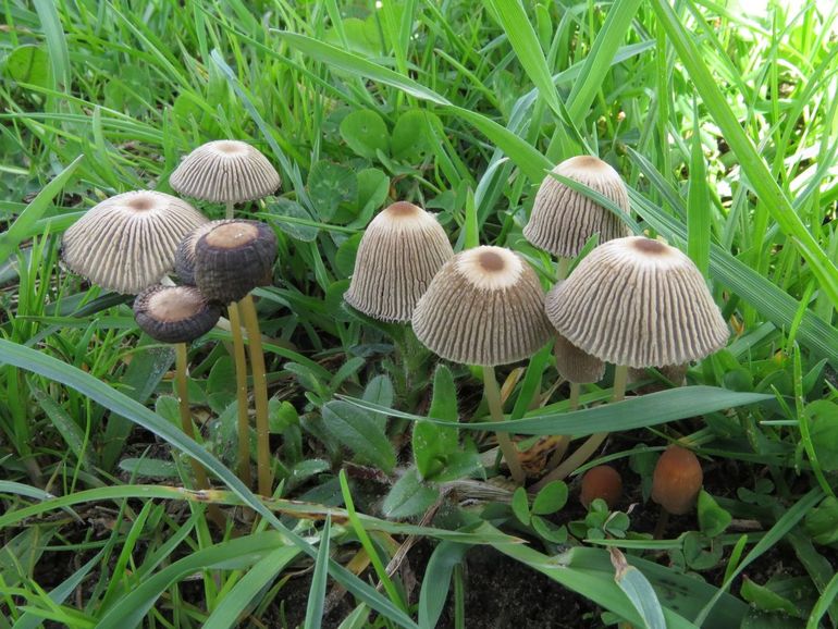 Plooirokjes groeien tussen het gras