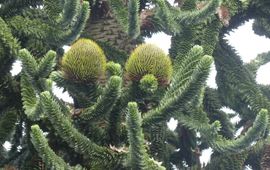 Apenboom