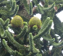 Apenboom