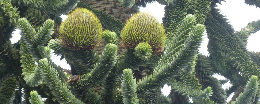 Apenboom