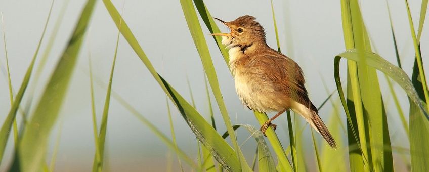 Kleine karekiet