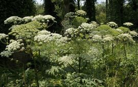 Heracleum mantegazzianum. Reuzenberenklauw