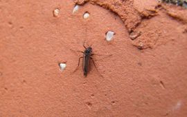 Jan Kuper Dansmug. Mannetje van Metriocnemus carmencitabertarum, ongeveer 4 millimeter klein, vergelijk met de kleine kiezels in de baksteen.