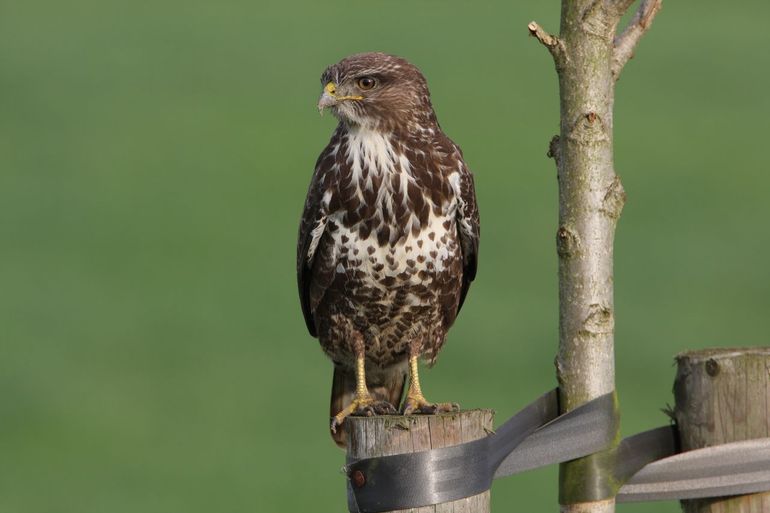 Buizerd