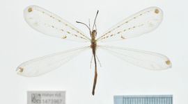 Foto van één van de Naturalis mierenleeuwen