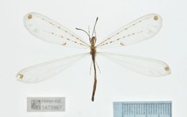 Foto van één van de Naturalis mierenleeuwen