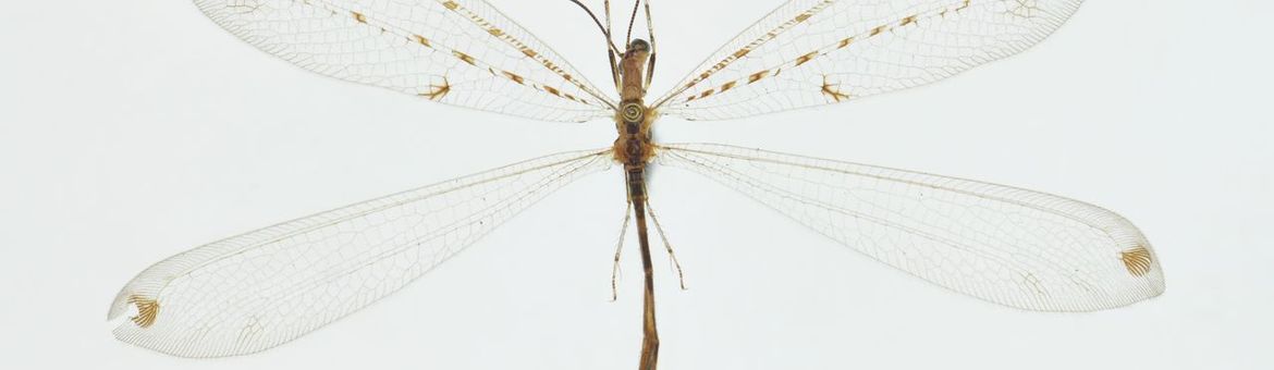 Foto van één van de Naturalis mierenleeuwen