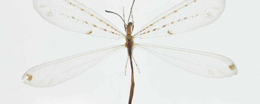 Foto van één van de Naturalis mierenleeuwen