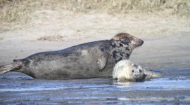 Een moeder grijze zeehond met haar jonge pup. (eenmalig exclusief wmr)