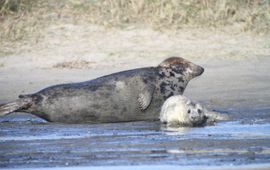 Een moeder grijze zeehond met haar jonge pup. (eenmalig exclusief wmr)