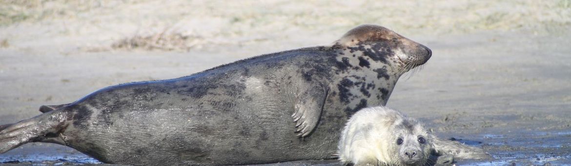 Een moeder grijze zeehond met haar jonge pup. (eenmalig exclusief wmr)