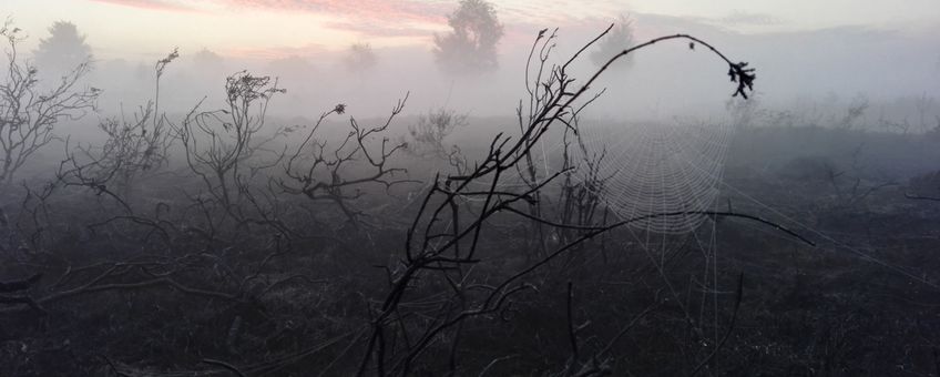 Vroeg in de ochtend, na de brand op De Malpie