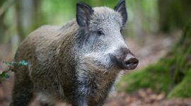 Wild zwijn