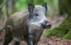 Wild zwijn
