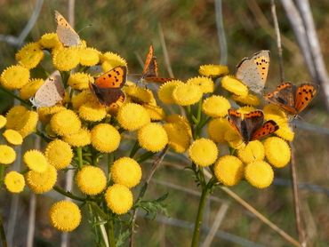 Er zijn niet veel bloemen meer, dus als er iets bloeit kun je flink wat vlinders aantreffen. Hier kleine vuurvlinders op boerenwormkruid.