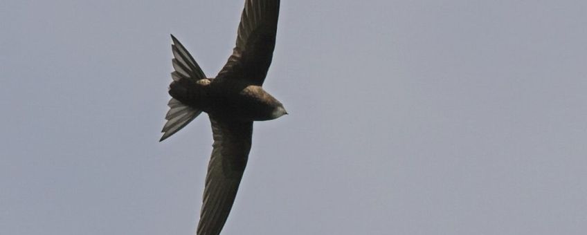 Gierzwaluw natuurjournaal