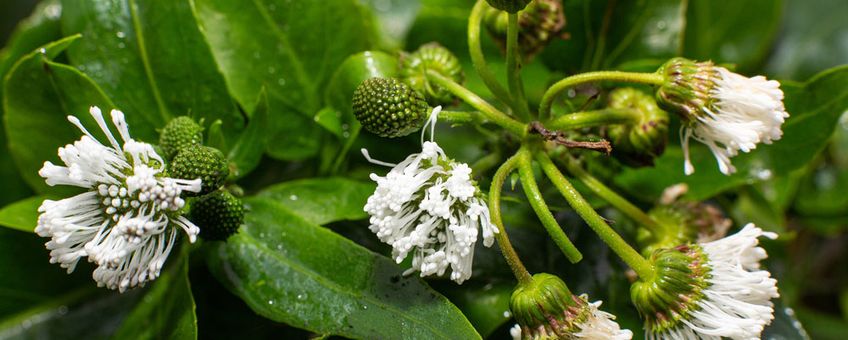 Smalle Theeplant, een exotische waterplant die op de exotenlijst EU staat